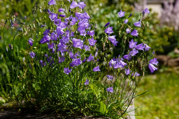 Gros Plan Buisson Fleurs Violettes — Photo