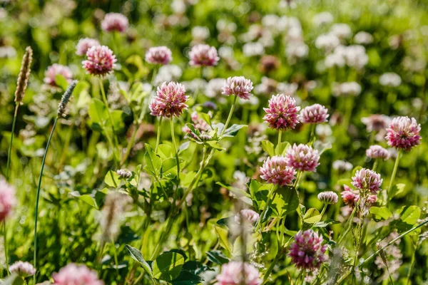 Blühende Rosa Kleeblumen Hellen Sonnenlicht — Stockfoto