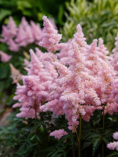 Bahçede çiçek açan pembe astilbe japonica