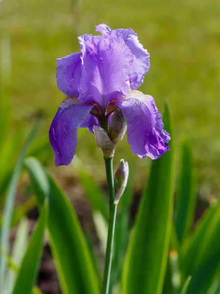 Lila Iris Blomma Starkt Solljus — Stockfoto