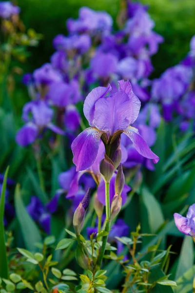 Flores Iris Púrpura Floreciendo Jardín —  Fotos de Stock