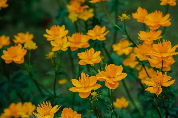 Nahaufnahme Blühender Orangefarbener Blumen — Stockfoto