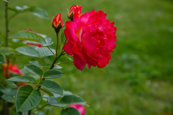 Żywa Czerwona Róża Otoczona Zielenią — Zdjęcie stockowe
