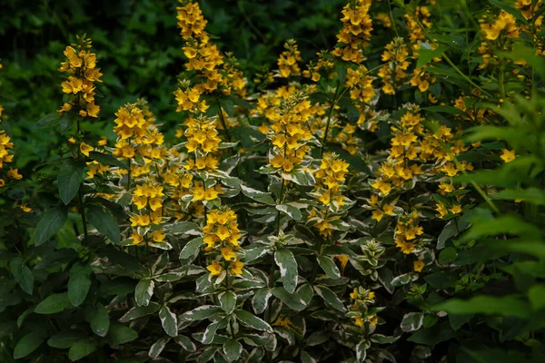 Close Shot Plant Vivid Yellow Flowers — Stock Photo, Image