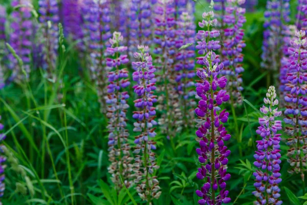 Beautiful Lupine Flowers Green Field — Stock Photo, Image