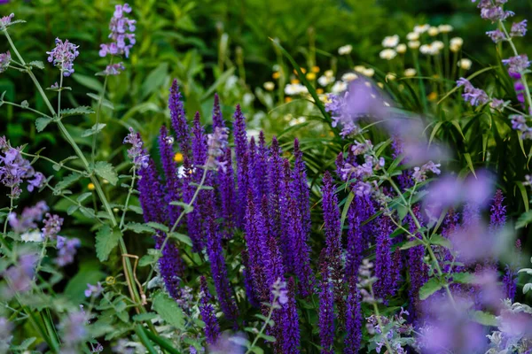 Weelderige Violette Bloeiende Salvia Bloemen — Stockfoto
