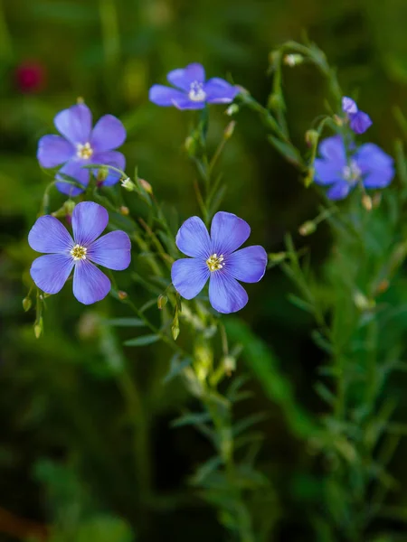 Small Blue Flowers Macro Shot — Stock Photo, Image