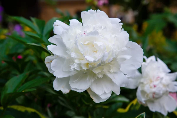 Primer Plano Tiro Flor Peonía Blanca —  Fotos de Stock