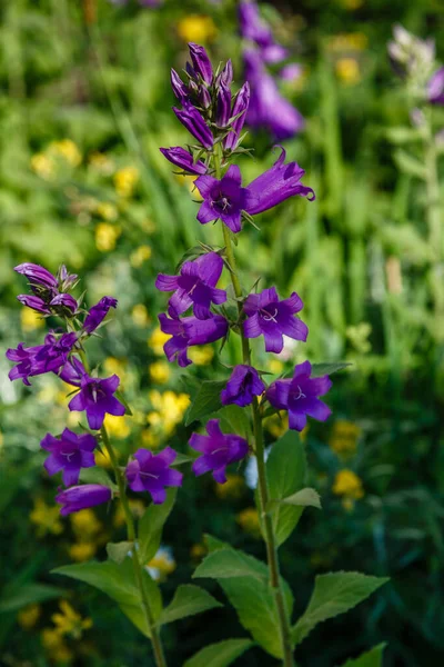 Vívidas Flores Púrpuras Floreciendo Jardín — Foto de Stock