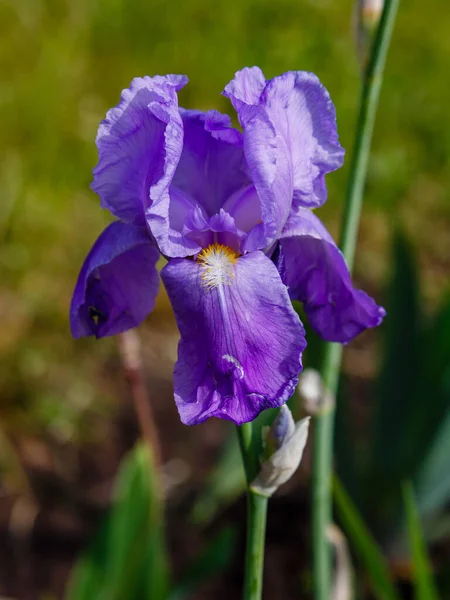 Paarse Irisbloem Fel Zonlicht — Stockfoto