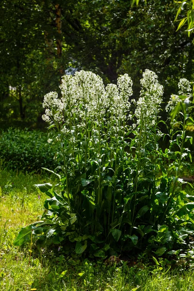 白い花の緑豊かなブッシュ — ストック写真
