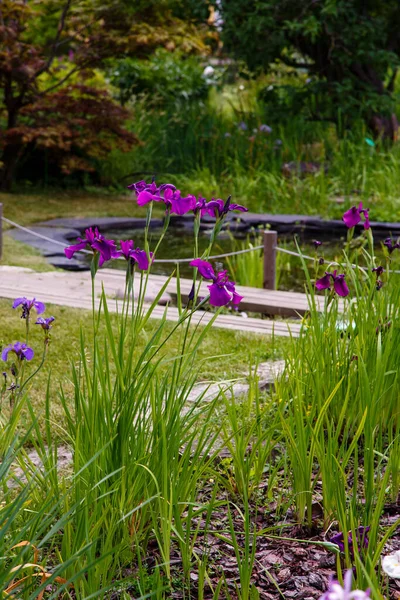 Flores Iris Púrpura Floreciendo Piscina Jardín — Foto de Stock