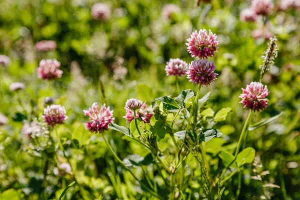 Blooming Pink Clover Flowers Bright Sunlight — Stock Photo, Image