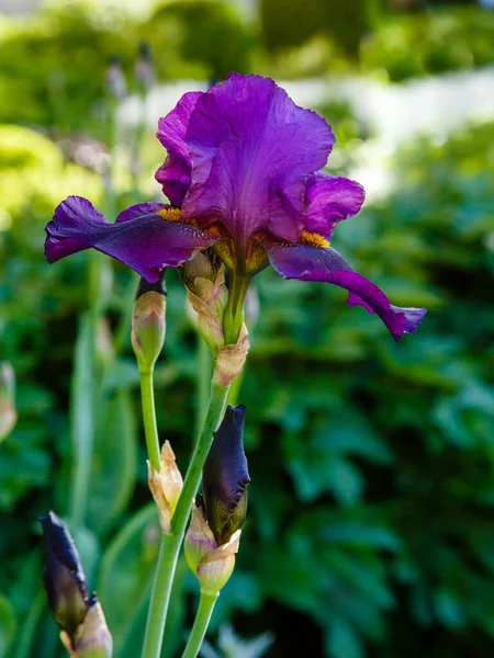 Bahçede Açan Mor Iris Çiçekleri — Stok fotoğraf
