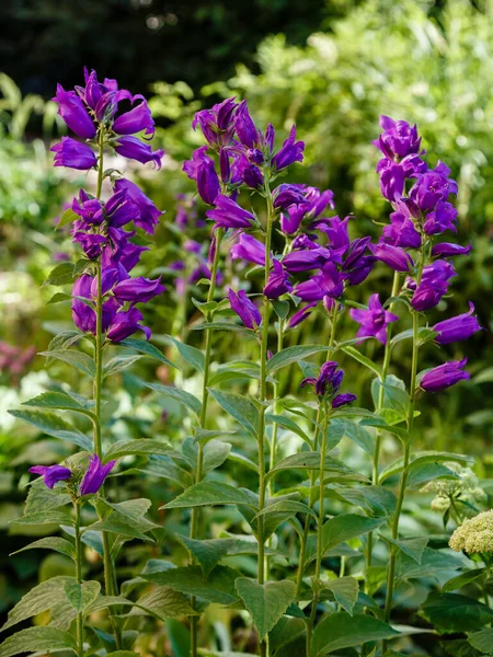 Żywe Purpurowe Kwiaty Kwitnące Ogrodzie — Zdjęcie stockowe