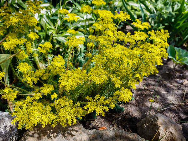 куст ярких желтых цветов в ярком солнечном свете
