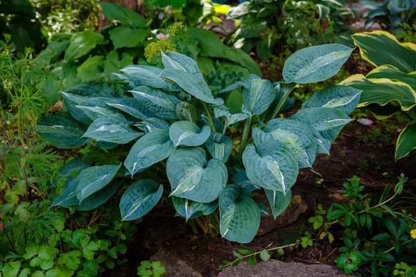 Lussureggiante Cespuglio Verde Nella Scena Del Giardino — Foto Stock