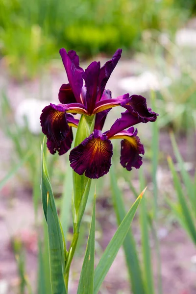 Yakın Çekim Koyu Iris Çiçekleri — Stok fotoğraf