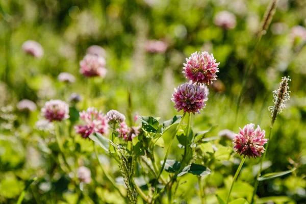 Blooming Pink Clover Flowers Bright Sunlight — Stock Photo, Image