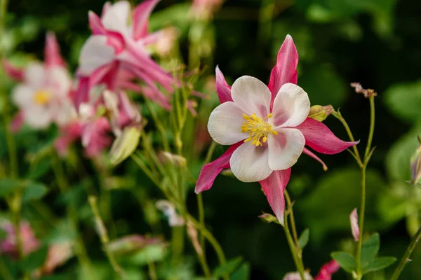 Rosa Aquilegia Blüten Auf Grünem Strauch — Stockfoto