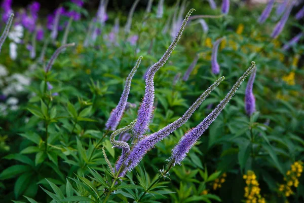 Floración Púrpura Verónica Longifolia Jardín —  Fotos de Stock