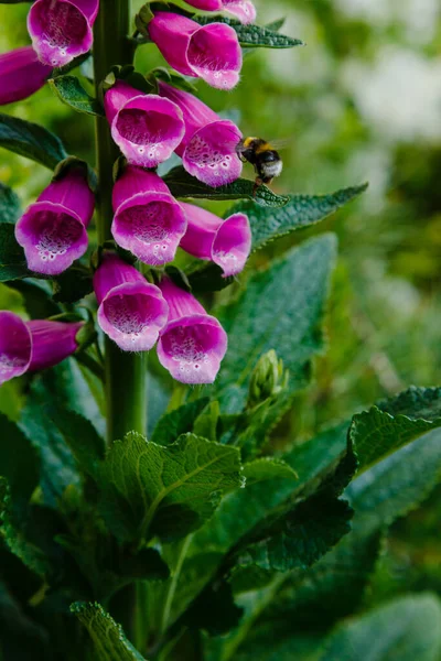 Exuberante Flor Foxglove Tiro Cerca —  Fotos de Stock