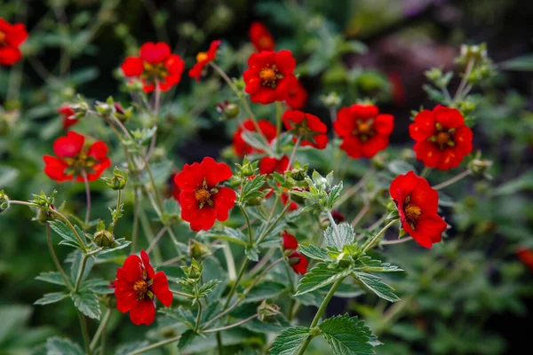 Close Shot Blooming Red Flowers — Stock Photo, Image