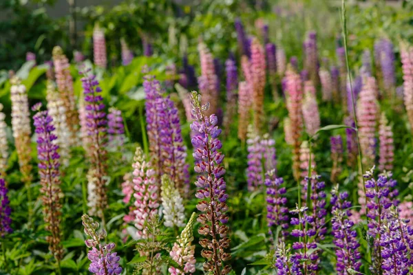 Mooie Lupine Bloemen Groen Veld — Stockfoto