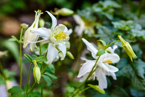 緑の茂みの白い水仙の花 — ストック写真