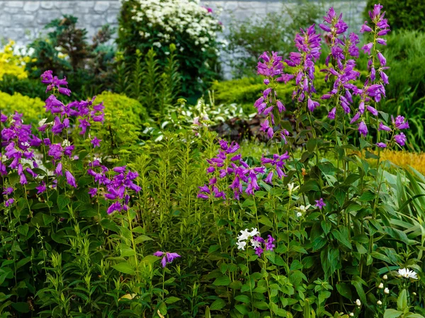 Vividi Fiori Viola Che Sbocciano Giardino — Foto Stock