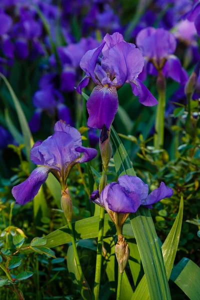 Flores Iris Púrpura Floreciendo Jardín —  Fotos de Stock