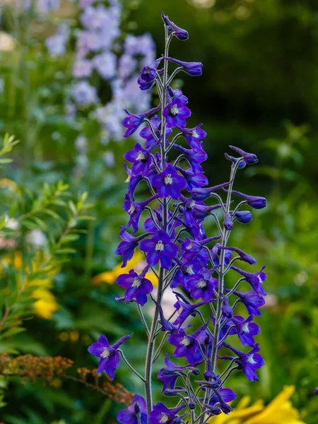 Flores Campanas Púrpura Floreciendo Jardín Con Vegetación — Foto de Stock