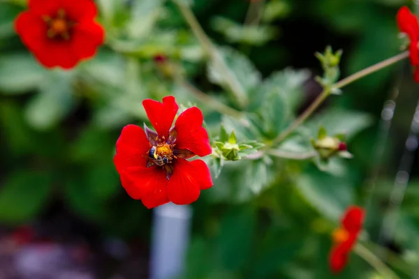 Close Shot Vivid Red Flower — Stock Photo, Image