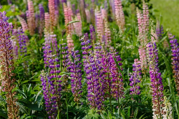 Bellissimi Fiori Lupino Campo Verde — Foto Stock