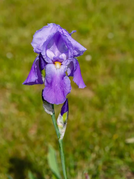 Iris Violet Fleur Plein Soleil — Photo