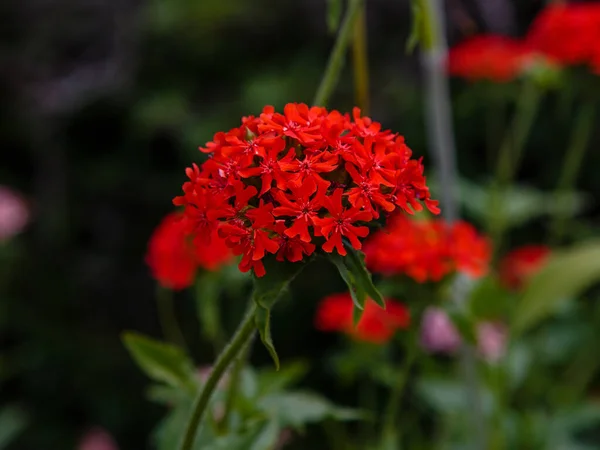 庭で赤いライキス シャルセドニカを咲かせ — ストック写真