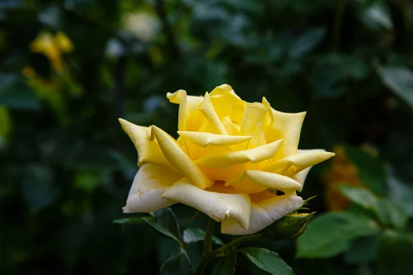 Крупным Планом Желтая Роза Зеленью — стоковое фото