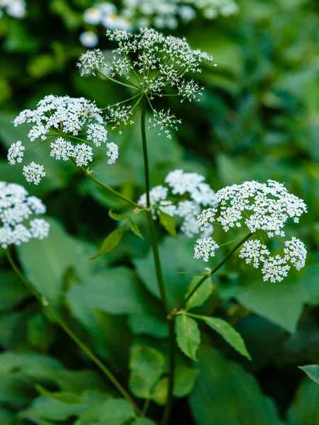 Квітучі Білі Суцвіття Оточенні Зелені — стокове фото