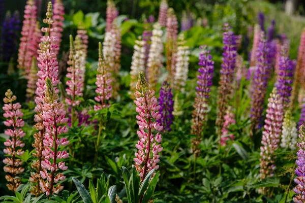 Bellissimi Fiori Lupino Campo Verde — Foto Stock