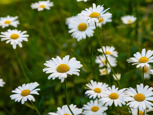 Blühende Gänseblümchen Umgeben Von Üppigem Grün — Stockfoto