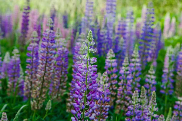 緑の野の美しいチューリップの花 — ストック写真