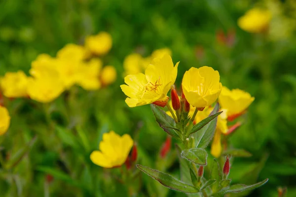 Close Shot Yellow Flowers Sunlight — Stock Photo, Image