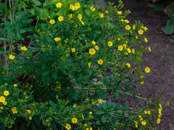 Kwitnące Żółte Pottilla Erecta Kwiaty — Zdjęcie stockowe