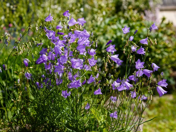 Nahaufnahme Eines Lila Glockenblumenstrauches — Stockfoto