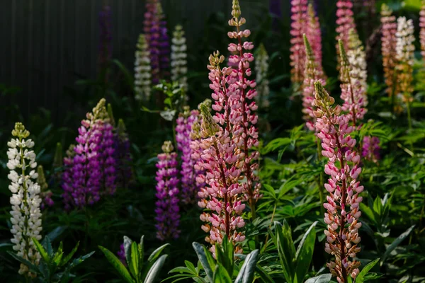 Beautiful Lupine Flowers Green Field — Stock Photo, Image