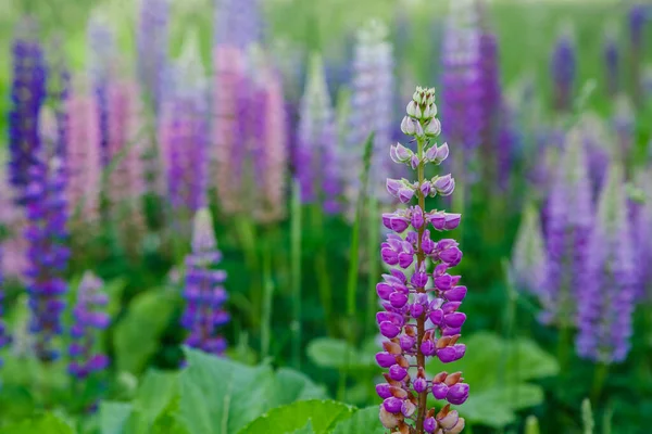 Bellissimi Fiori Lupino Campo Verde — Foto Stock