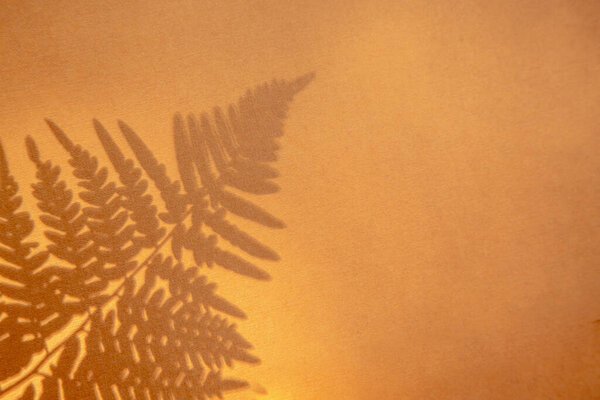 тень листьев папоротника на стене с копировальным пространством
