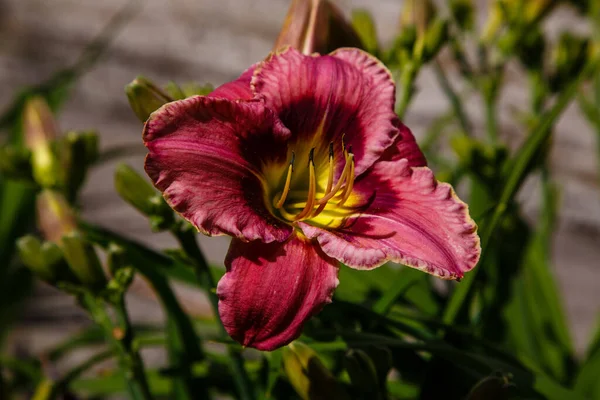 Zbliżenie Strzał Czerwony Lilia Kwiat Świetle Słonecznym — Zdjęcie stockowe