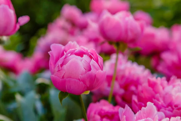 Nahaufnahme Von Rosa Blühenden Pfingstrosen — Stockfoto