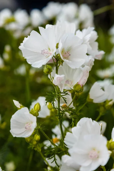 Blooming White Malva Flowers Close Shot — Stock Photo, Image